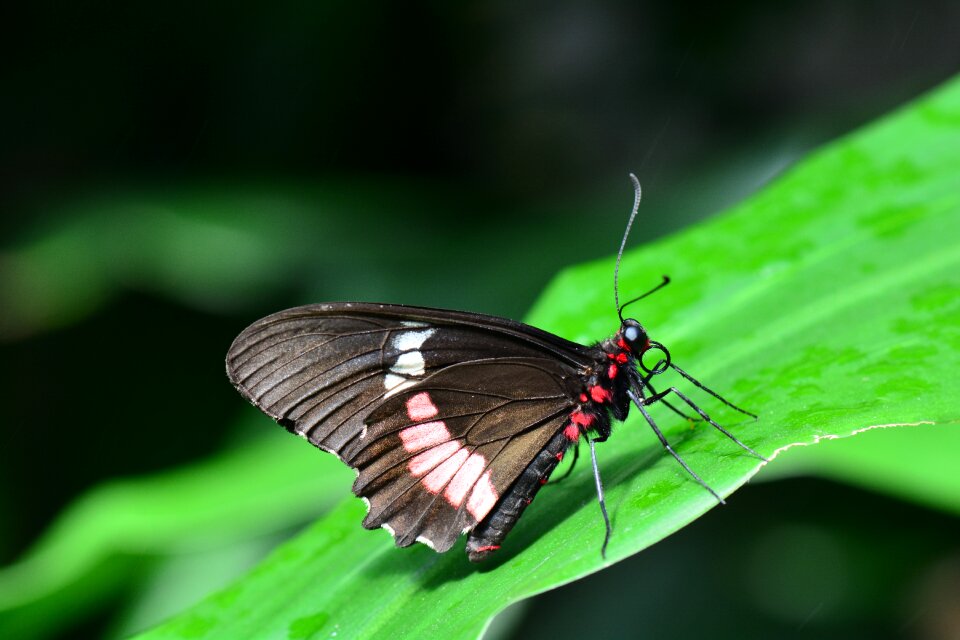 Parides iphidamas wildlife