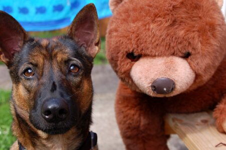 Plush toy best friends animal photo