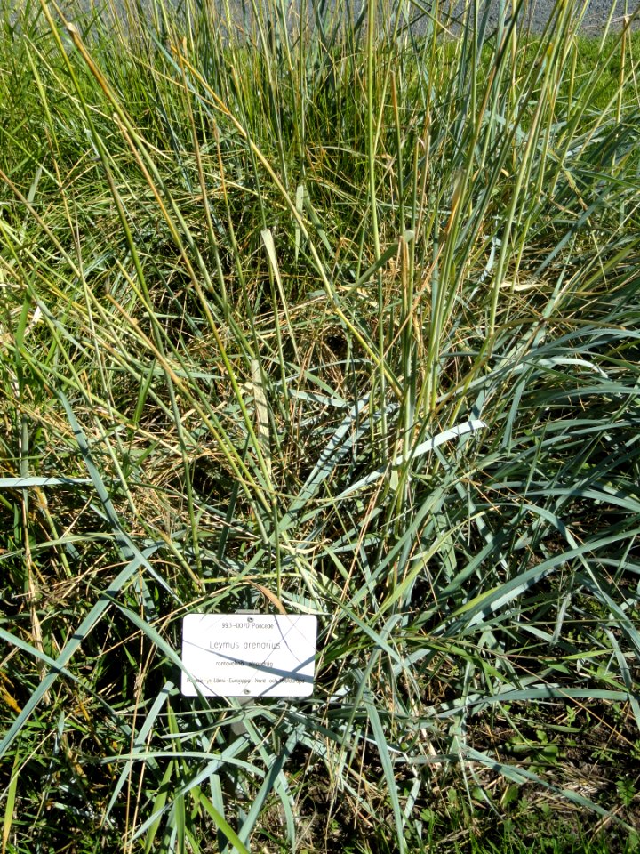 Leymus arenarius - Botanical Garden in Kaisaniemi, Helsinki - DSC03554