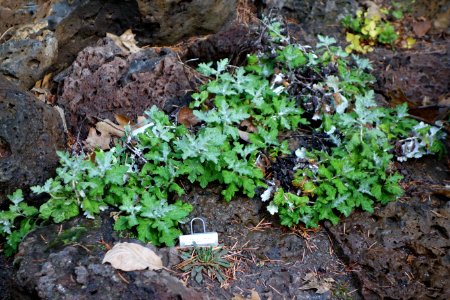 Lewisia cotyledon var. heckneri - Dunsmuir Botanical Gardens - DSC02923
