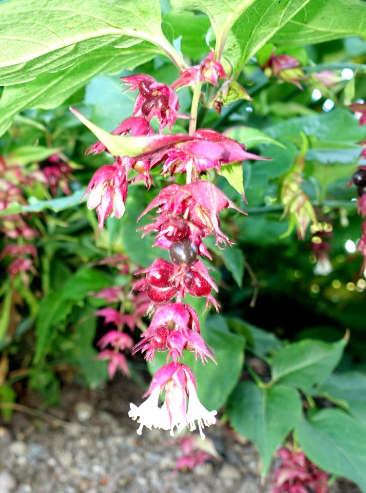Leycesteria formosa - Bergianska trädgården - Stockholm, Sweden - DSC00203