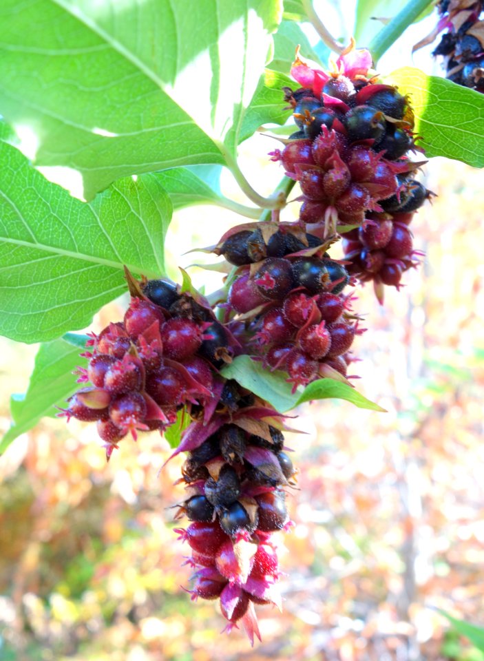 Leycesteria formosa - Quarryhill Botanical Garden - DSC03323