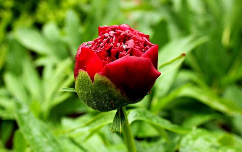 Bloom flower spring