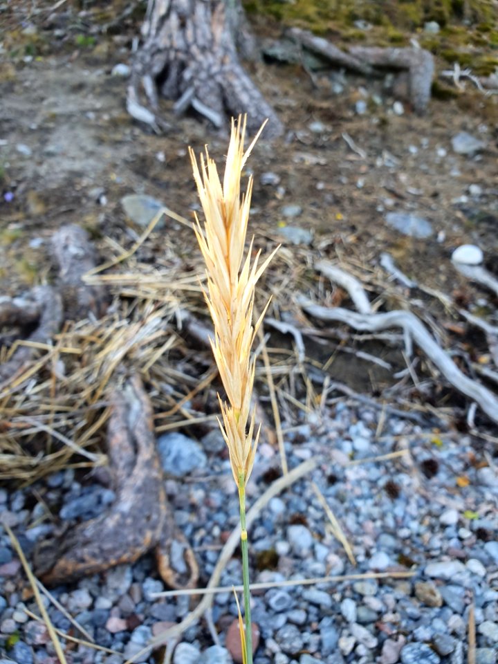 Leymus arenarius 85251239
