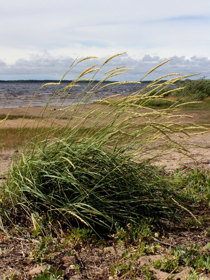 Leymus arenarius Kemi, Finland 15.07.2013