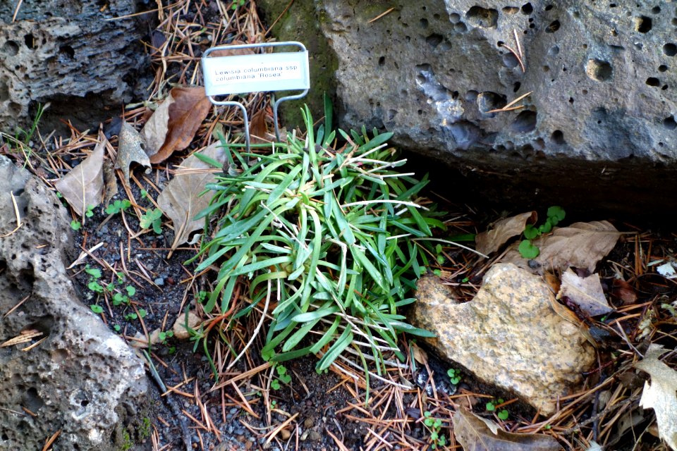 Lewisia columbiana 'Rosea' - Dunsmuir Botanical Gardens - DSC02924
