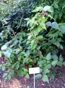 Leycesteria formosa - Bergianska trädgården - Stockholm, Sweden - DSC00196