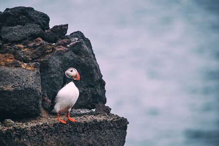 Cute nature ocean