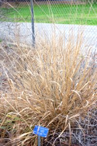 Leymus cinereus (Elymus cinereus) - Regional Parks Botanic Garden, Berkeley, CA - DSC04341