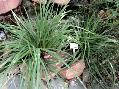 Libertia chilensis - Palmengarten Frankfurt - DSC01930