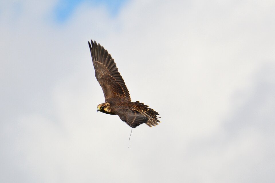 Flying raptor wild animal