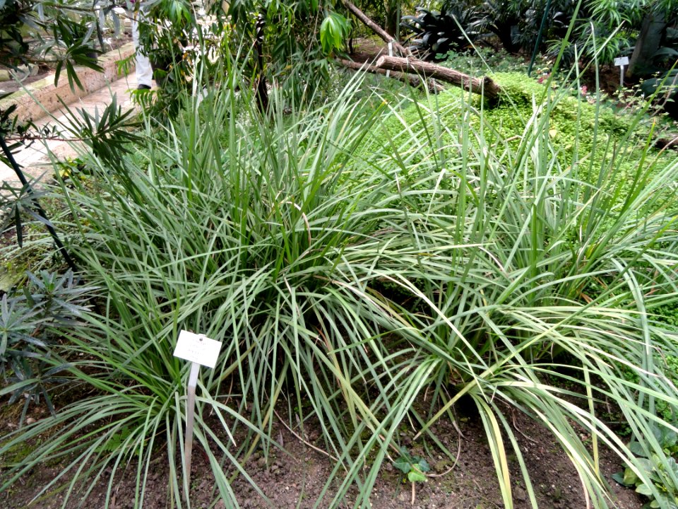 Libertia elegans - Botanischer Garten Freiburg - DSC06356