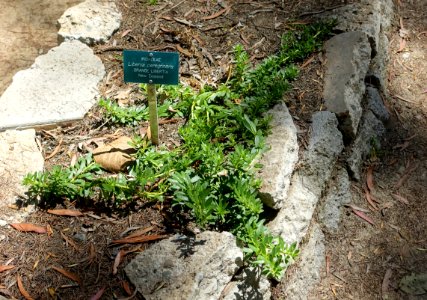 Libertia peregrinans - Mildred E. Mathias Botanical Garden - University of California, Los Angeles - DSC02759