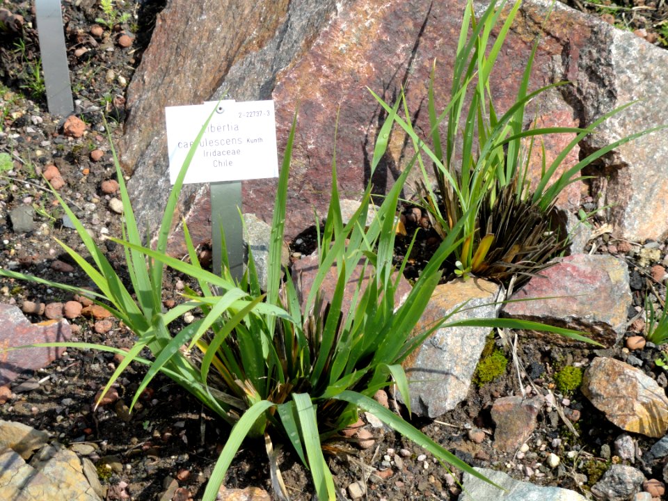 Libertia caerulescens - Palmengarten Frankfurt - DSC01895