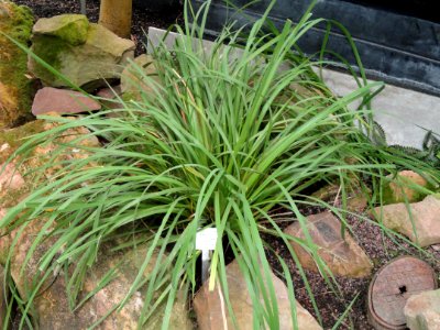 Libertia formosa - Palmengarten Frankfurt - DSC01931