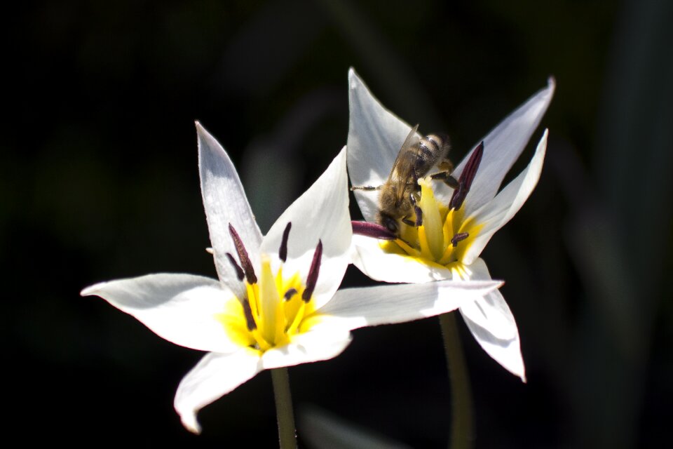 Stamp stamens lilies