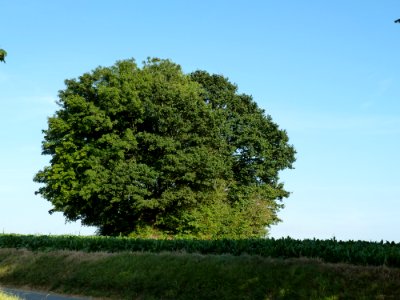 Libersart-Tumuli de Libersart (3)