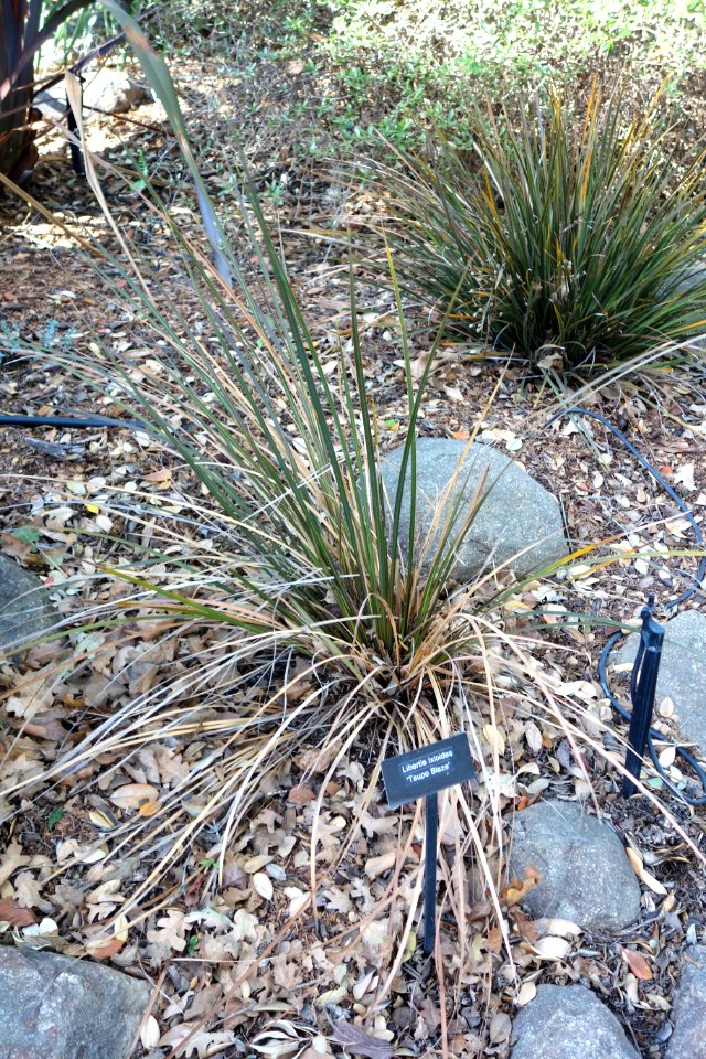 Libertia ixioides 'Taupo Blaze' - Leaning Pine Arboretum - DSC05817