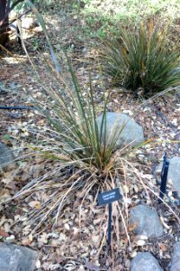 Libertia ixioides 'Taupo Blaze' - Leaning Pine Arboretum - DSC05817 photo