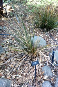 Libertia ixioides 'Taupo Blaze' - Leaning Pine Arboretum - DSC05817
