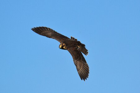Flying raptor wild animal