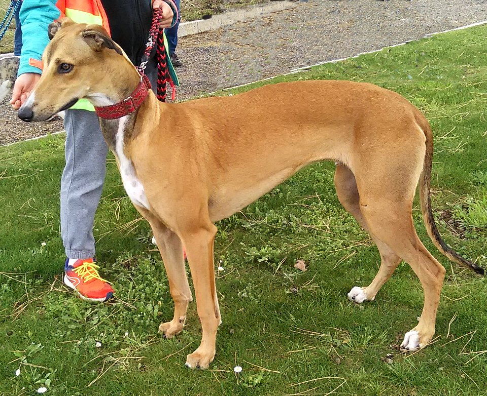 Levrier Greyhound 01