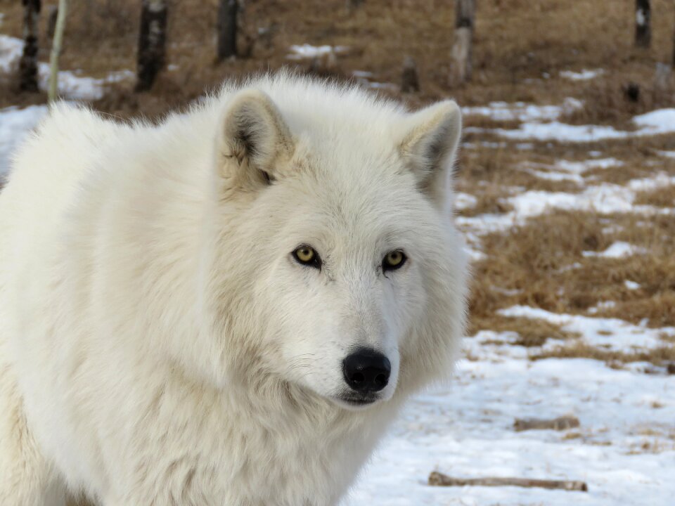 Dog sanctuary rehabilitation