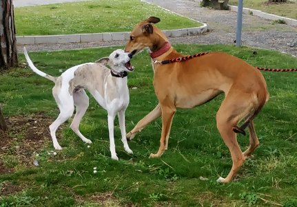 Levrier Greyhound 03