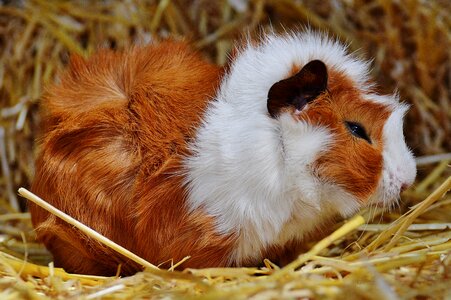 Nager young animals small
