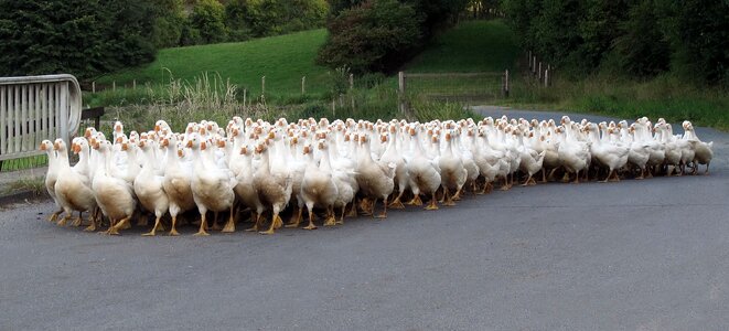 Poultry free range country life