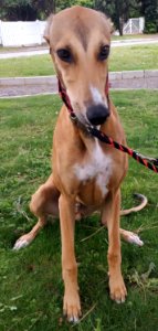 Levrier Greyhound 02