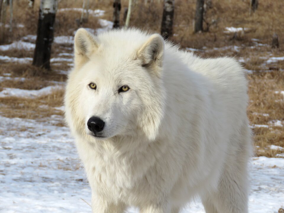 Dog sanctuary rehabilitation