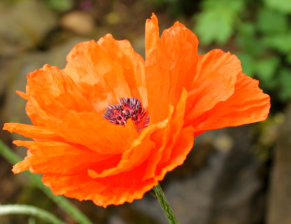 Wild flower blossom bloom