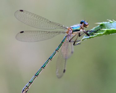 Lestes-sponsa-Gifhorn-02 photo