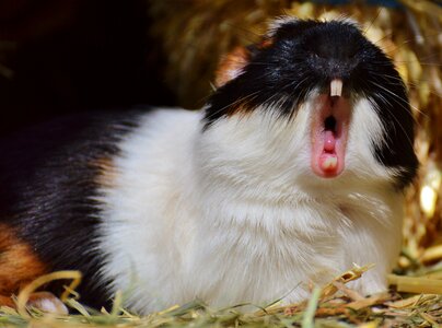 Cute nager young animals