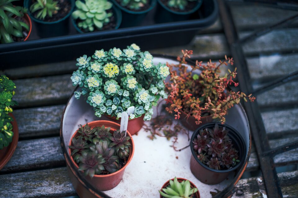 Flora plants potted plants