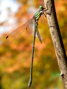 Lestes temporalis(Male,Japan,2017.11.12,b)