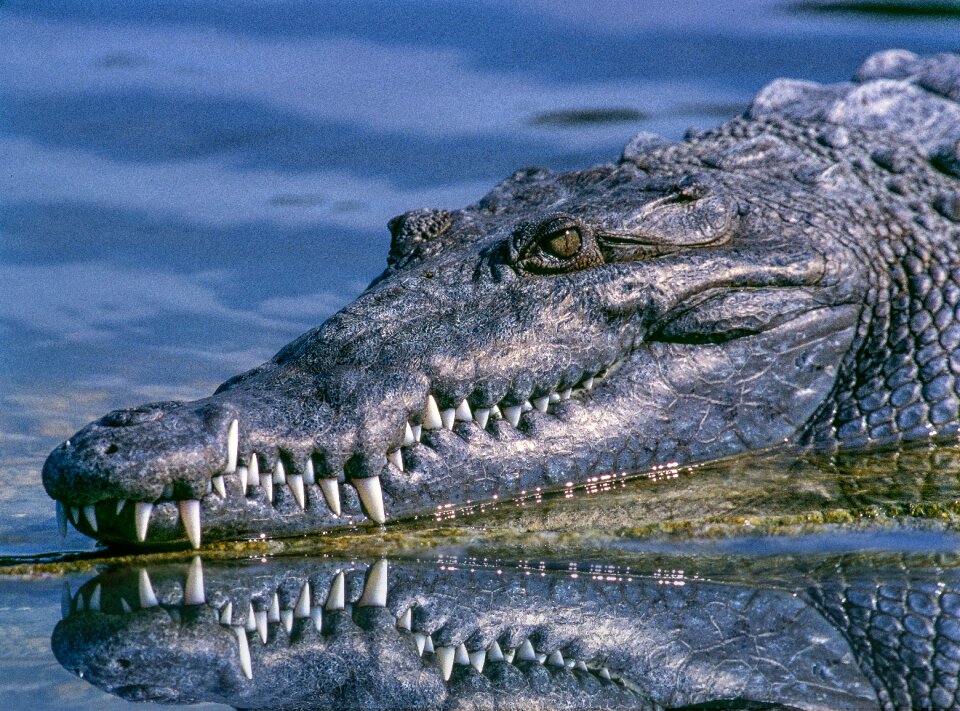Crocodile dangerous fangs
