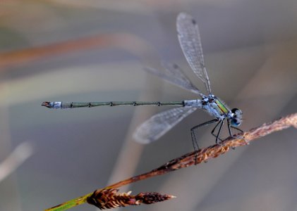 Lestes-Buntenbock-01