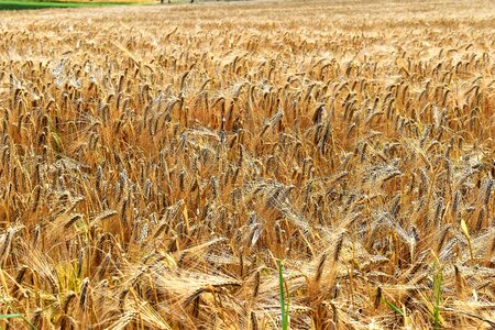 Barley field ear field