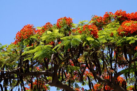 Flowers tropics bright