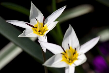 Stamens lilies spring
