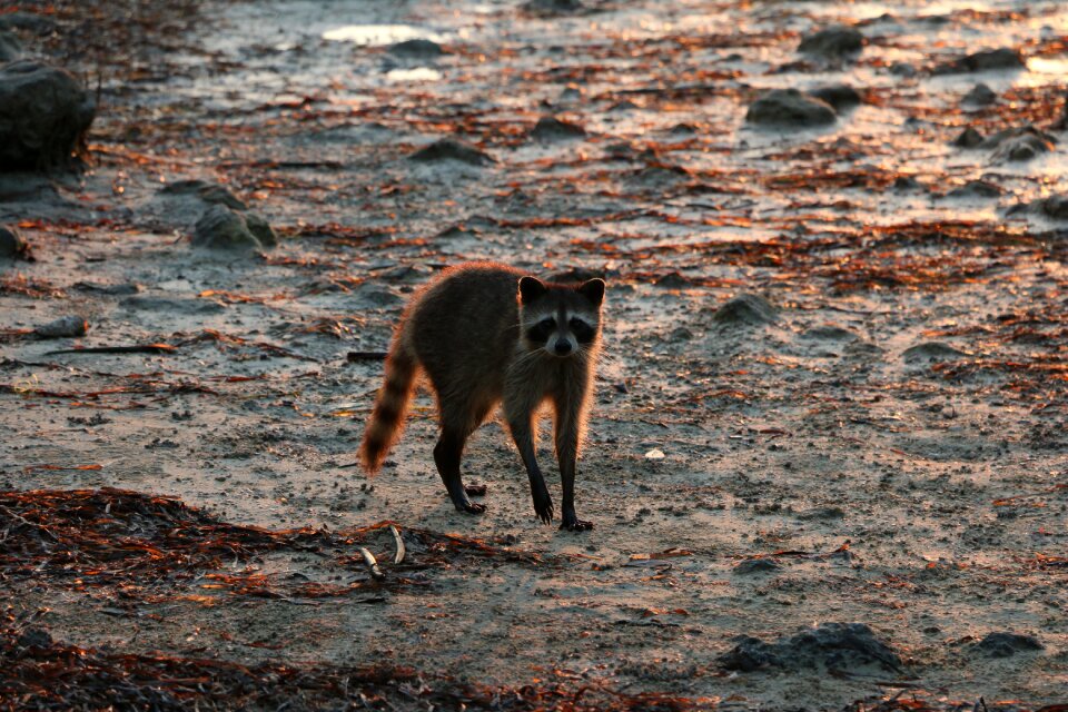 Wildlife nature animal