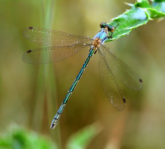 Lestes-sponsa-Gifhorn-01