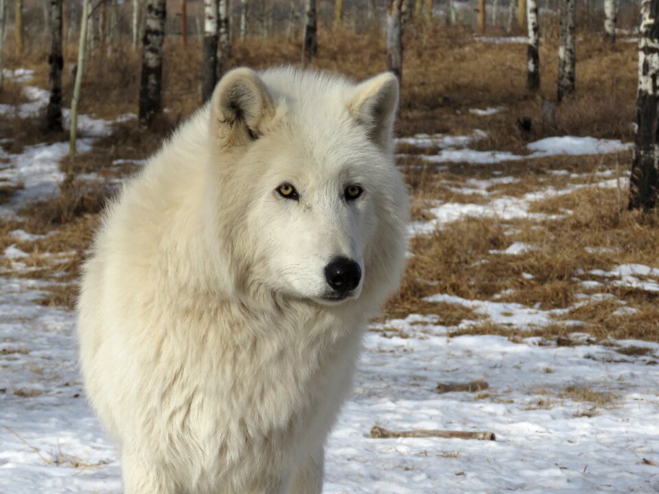 Dog sanctuary rehabilitation