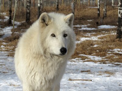 Dog sanctuary rehabilitation photo