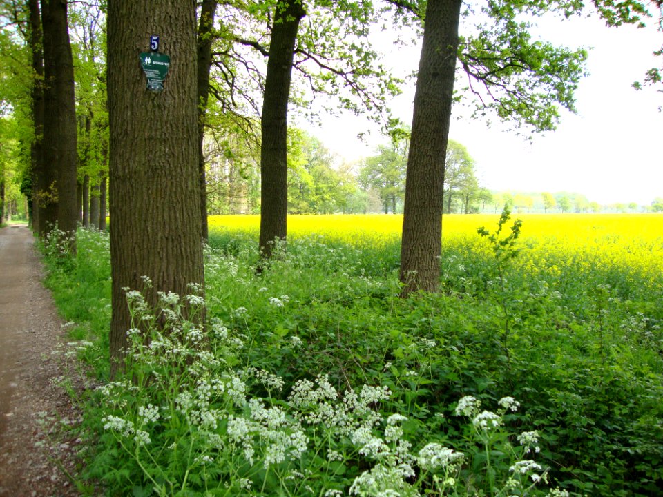 Leur (Wijchen, Gld, NL), landscape with rapeseed field