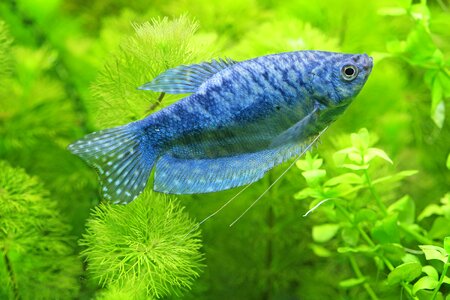 Underwater freshwater freshwater fish