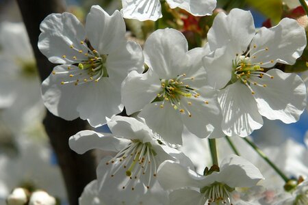 White blossom petals photo
