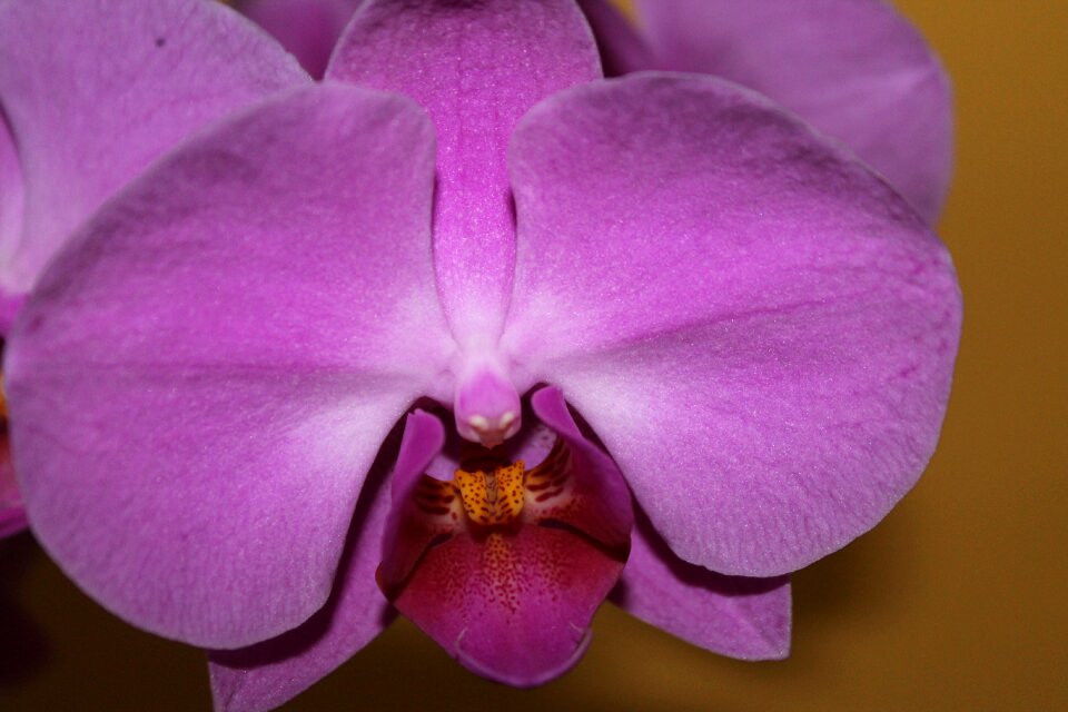 Close up nature flower